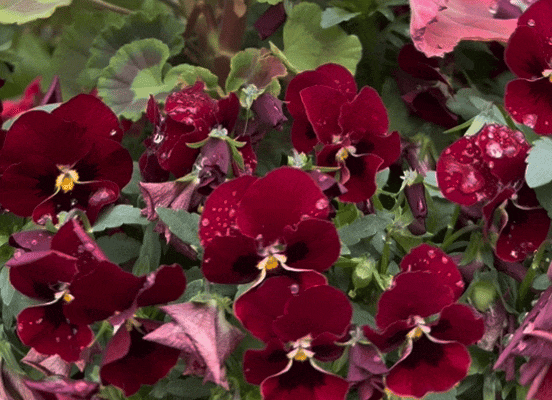 4.gif