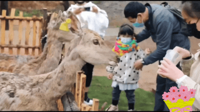 5.gif