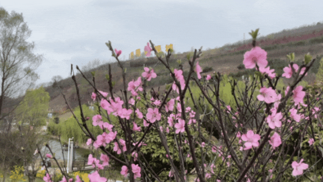 6.gif