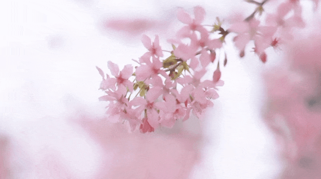 6.gif