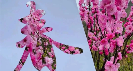 前方浪漫指数超标！这份【春日赏花拾野图鉴】快收藏！