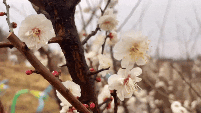 8.gif