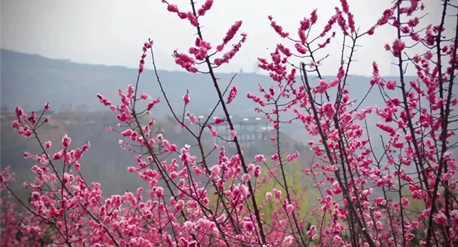 踏青赏花 不负好时光 | “踏青拾趣 美好如约”2024白鹿原影视城首届踏青季系列活动火热进行中